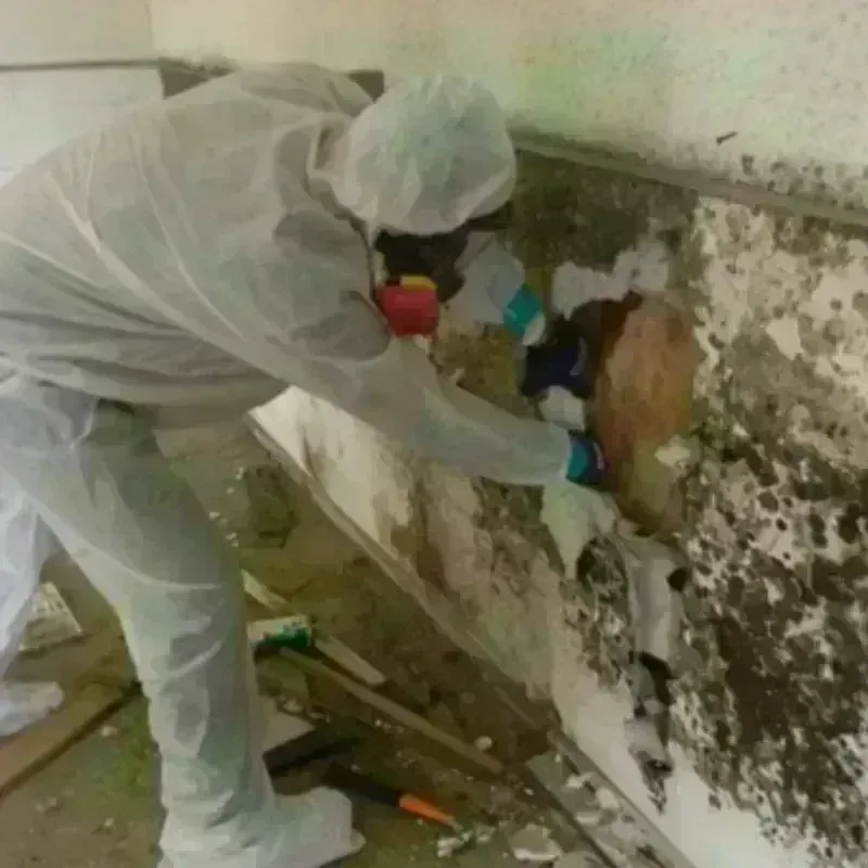 Mold Remediation and Removal in Frostburg, MD